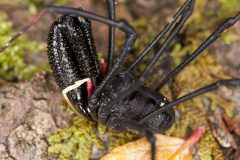 Media type: image; Invertebrate Zoology 29274